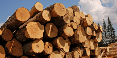Pine Timber