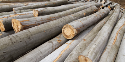 Beech Timber